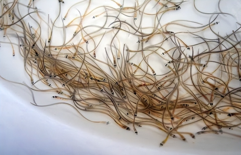 鰻魚列入瀕危野生動植物種國際貿(mào)易公約（CITES）的提案遭否決